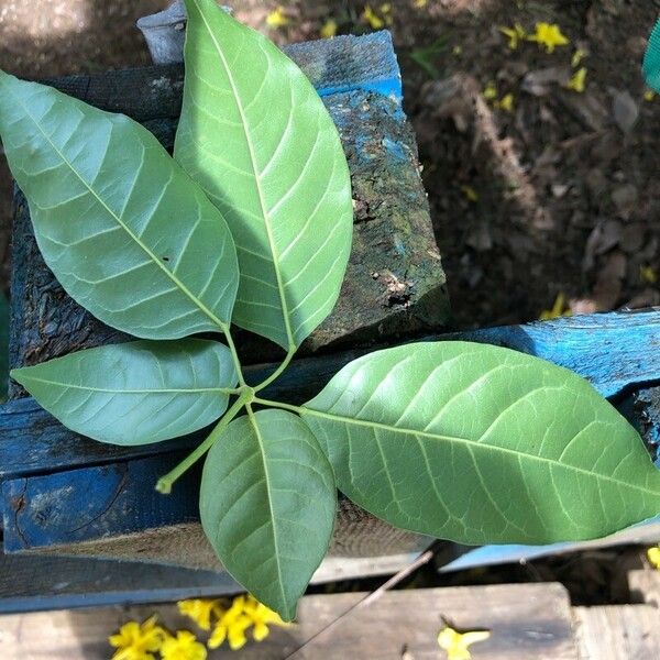 Handroanthus serratifolius برگ