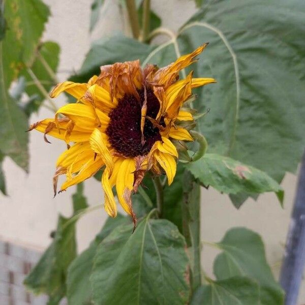 Helianthus annuus Blodyn