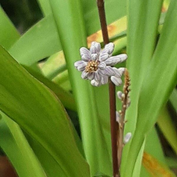 Cordyline stricta Flor