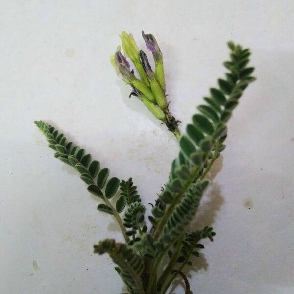 Astragalus sesameus Liść