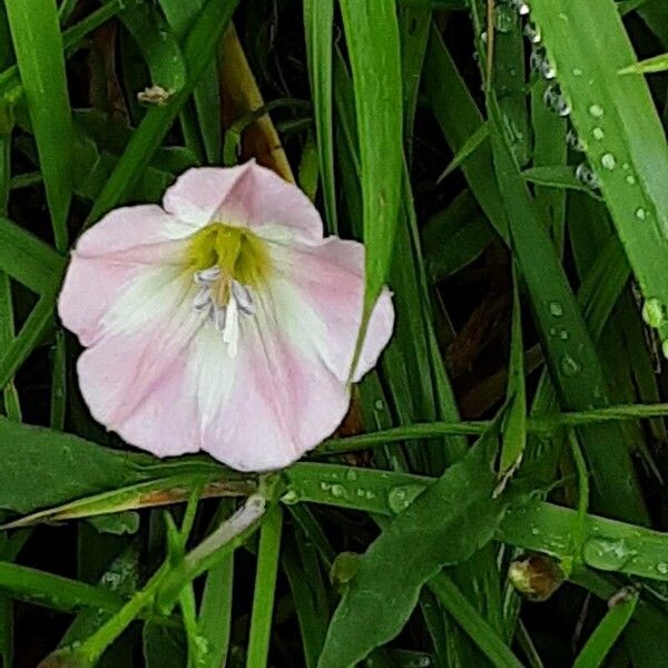 Convolvulus arvensis Blomma