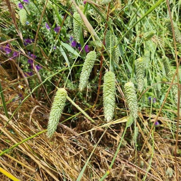 Phalaris minor Fruit