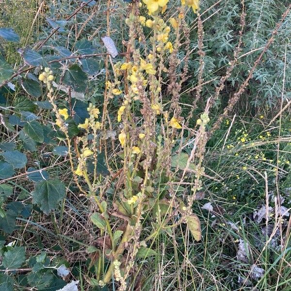 Verbascum densiflorum Habit