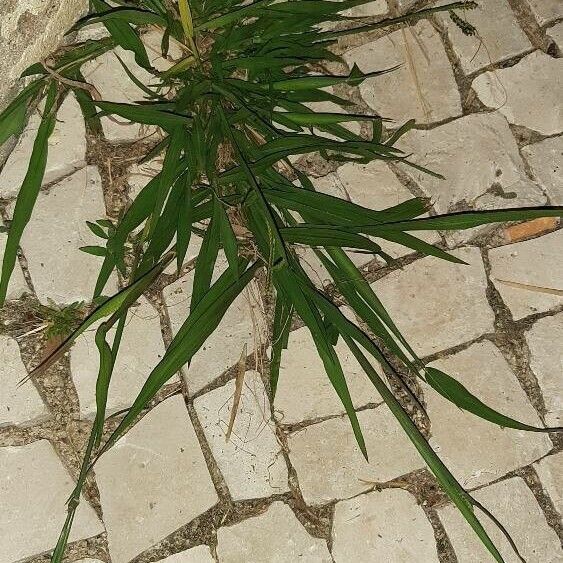 Paspalum dilatatum Pokrój