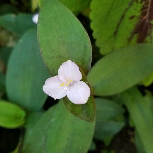 Tradescantia brevifolia 花