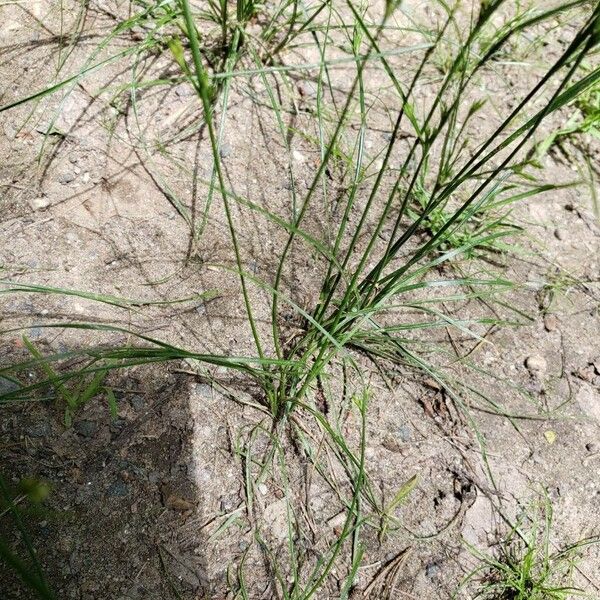 Juncus tenuis Frunză