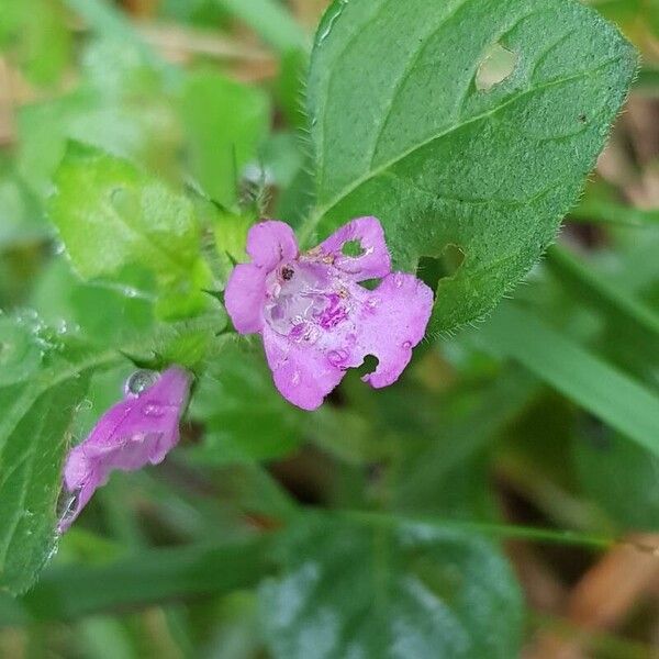 Clinopodium vulgare Kukka