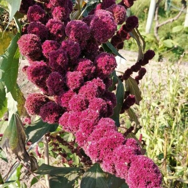 Amaranthus caudatus പുഷ്പം