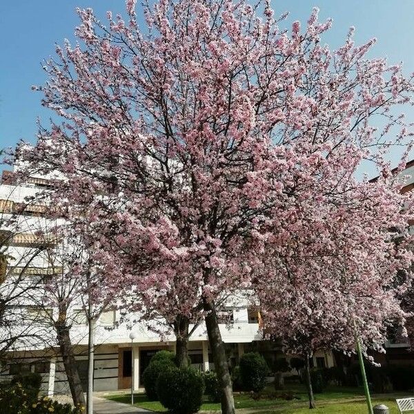 Prunus avium Flors