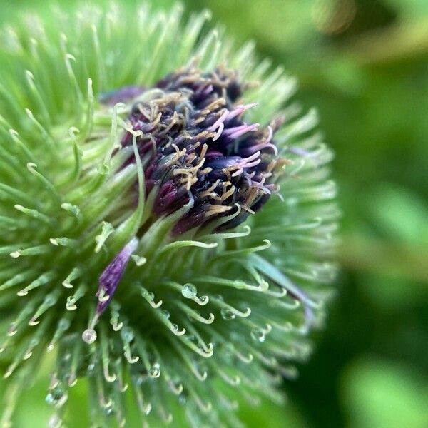 Arctium lappa Flower