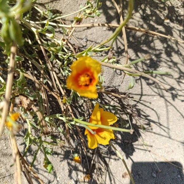 Glaucium corniculatum Fleur