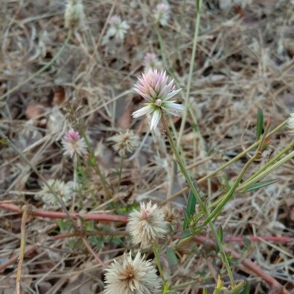 Gomphrena serrata Květ