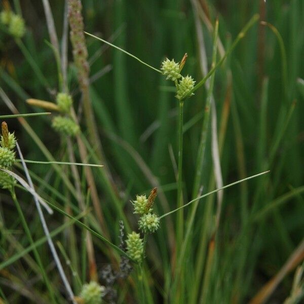 Carex extensa Flor