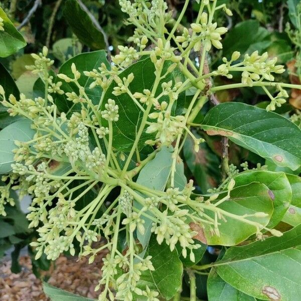 Pongamia pinnata Fleur