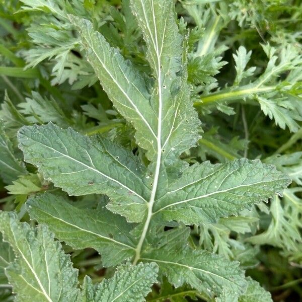 Erucastrum nasturtiifolium Blad