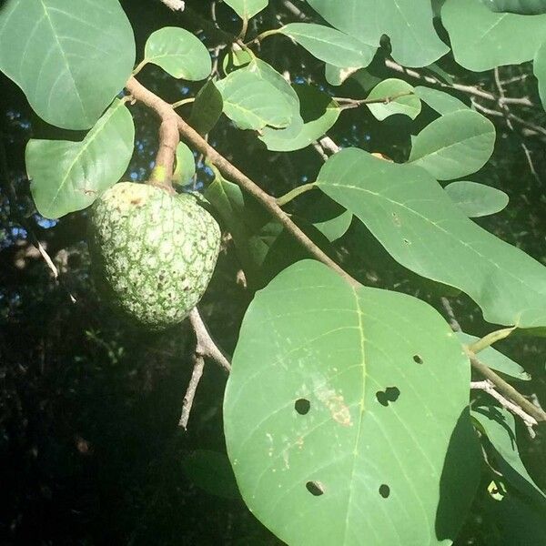 Annona senegalensis Frunză