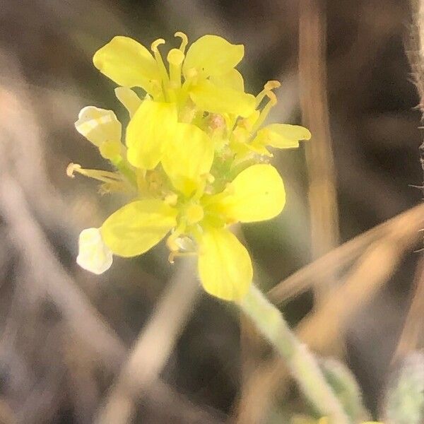 Hirschfeldia incana Flower