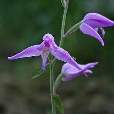 Cephalanthera rubra Virág