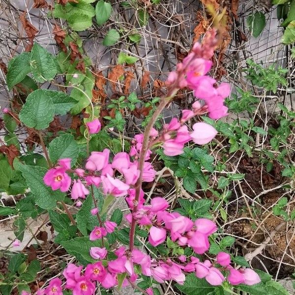 Antigonon leptopus പുഷ്പം