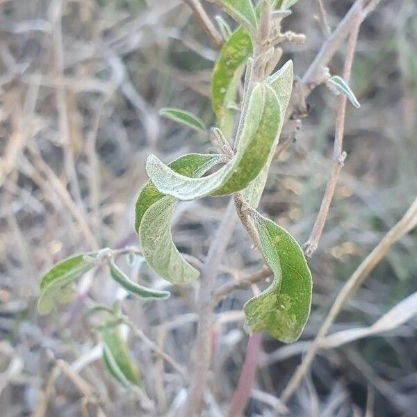 Solanum lanzae Leaf