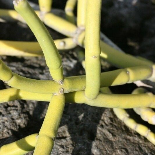 Cynanchum viminale Bark