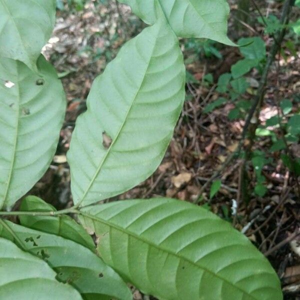 Tabernaemontana heterophylla Leht