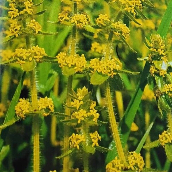 Cruciata laevipes Habitus