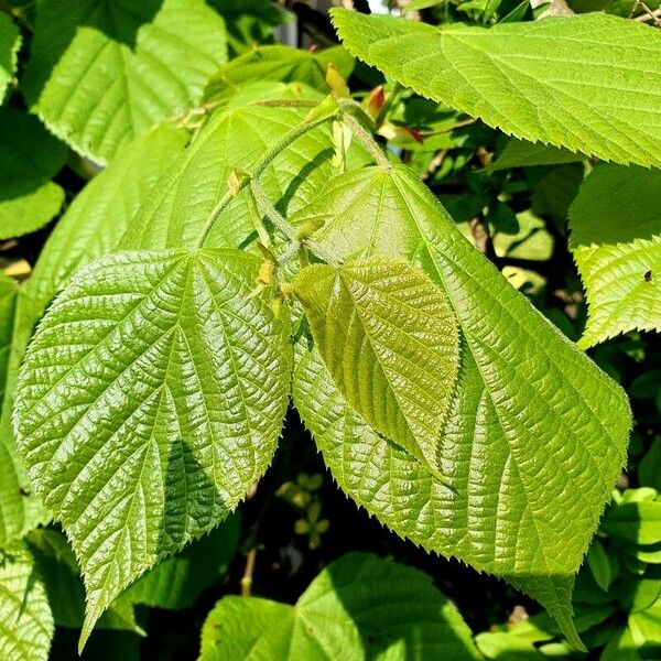 Tilia platyphyllos Лист