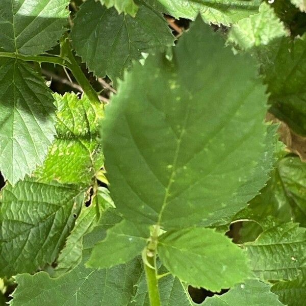 Rubus armeniacus Blad