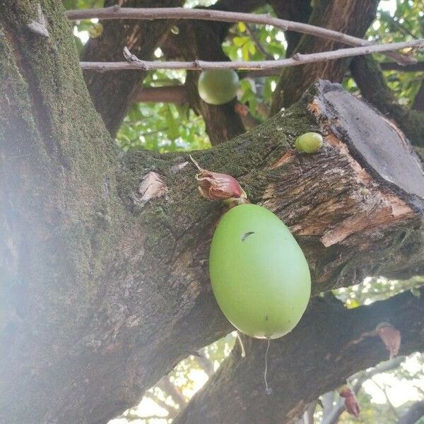 Crescentia cujete Fruit