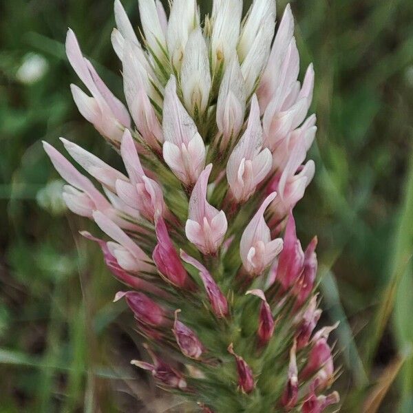 Trifolium incarnatum Fleur