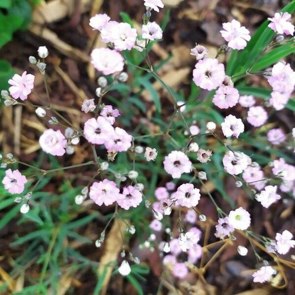 Gypsophila elegans Flower