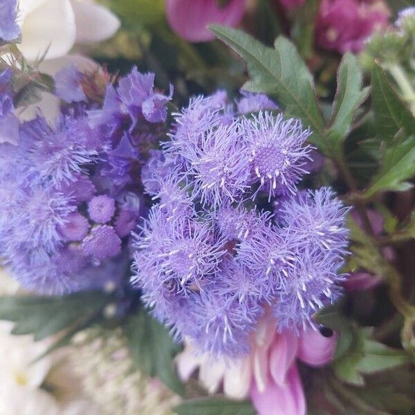 Ageratum houstonianum പുഷ്പം