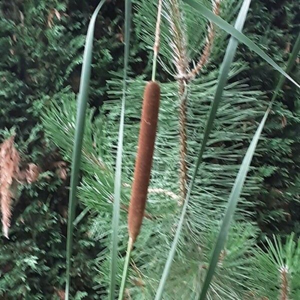 Typha angustifolia 葉