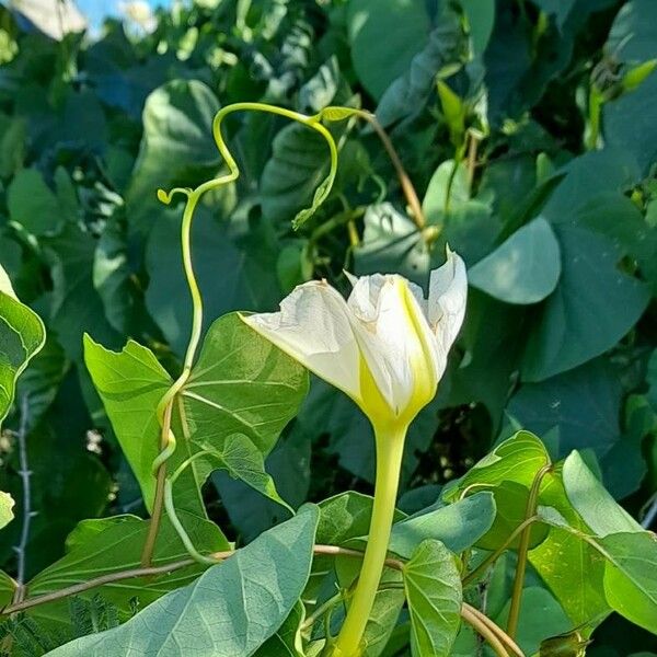 Ipomoea alba Fleur