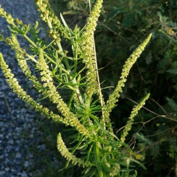 Reseda luteola Flower