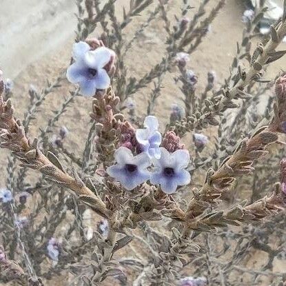 Echiochilon fruticosum Квітка