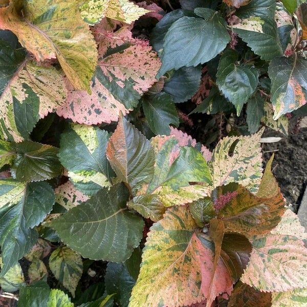 Acalypha wilkesiana Habitat