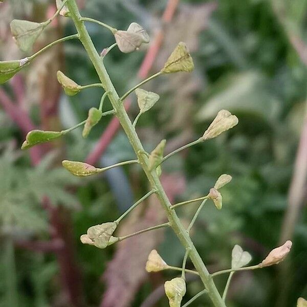 Capsella bursa-pastoris Fruit