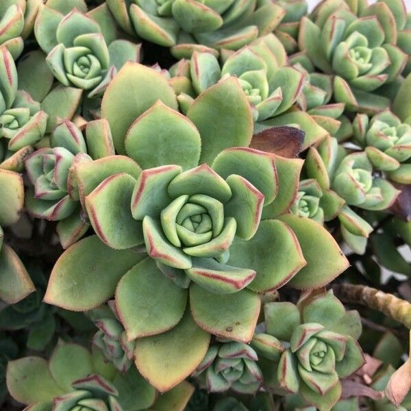 Aeonium valverdense Leaf