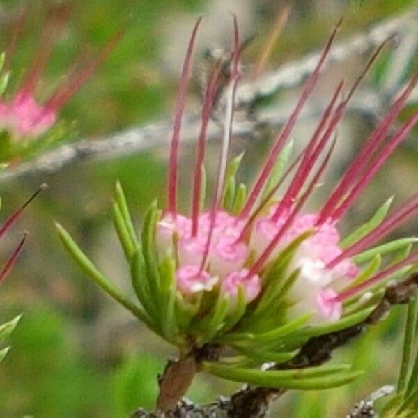 Darwinia fascicularis Flower