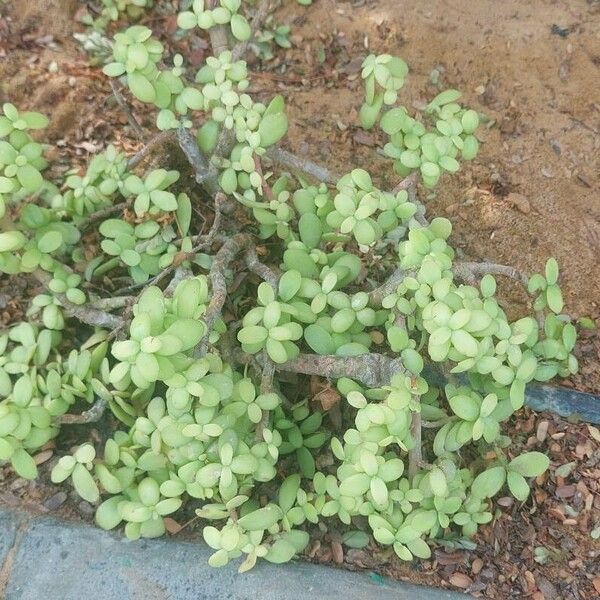 Sesuvium portulacastrum Leaf