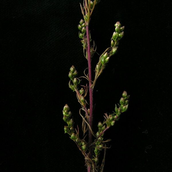 Artemisia stricta Hábitos