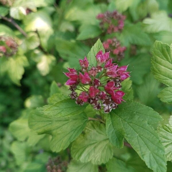 Physocarpus opulifolius Fruit