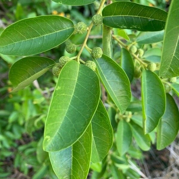 Maclura cochinchinensis Hostoa