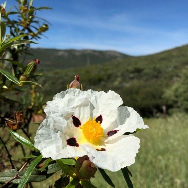 Cistus ladanifer Цветок