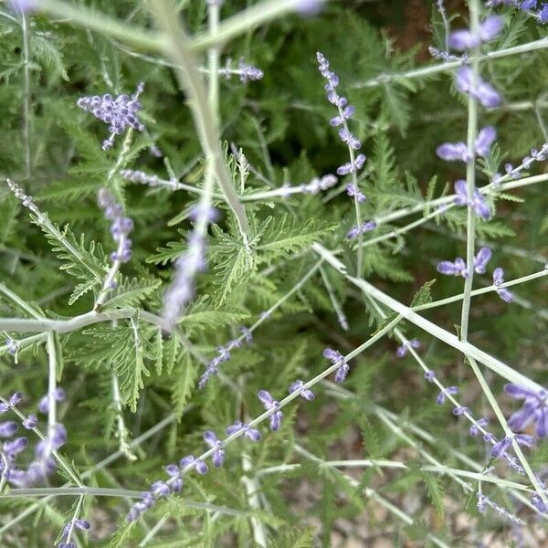 Salvia abrotanoides Leaf