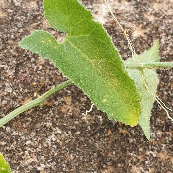 Kedrostis foetidissima Blad