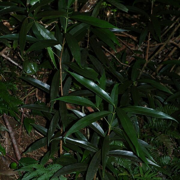 Syzygium jambos Plante entière