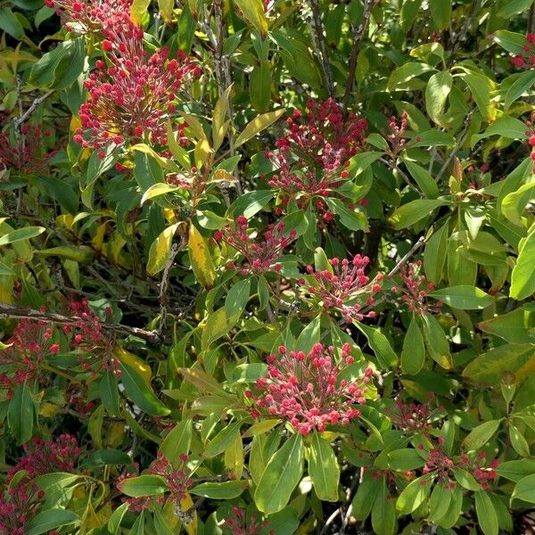 Kalmia latifolia Hàbitat